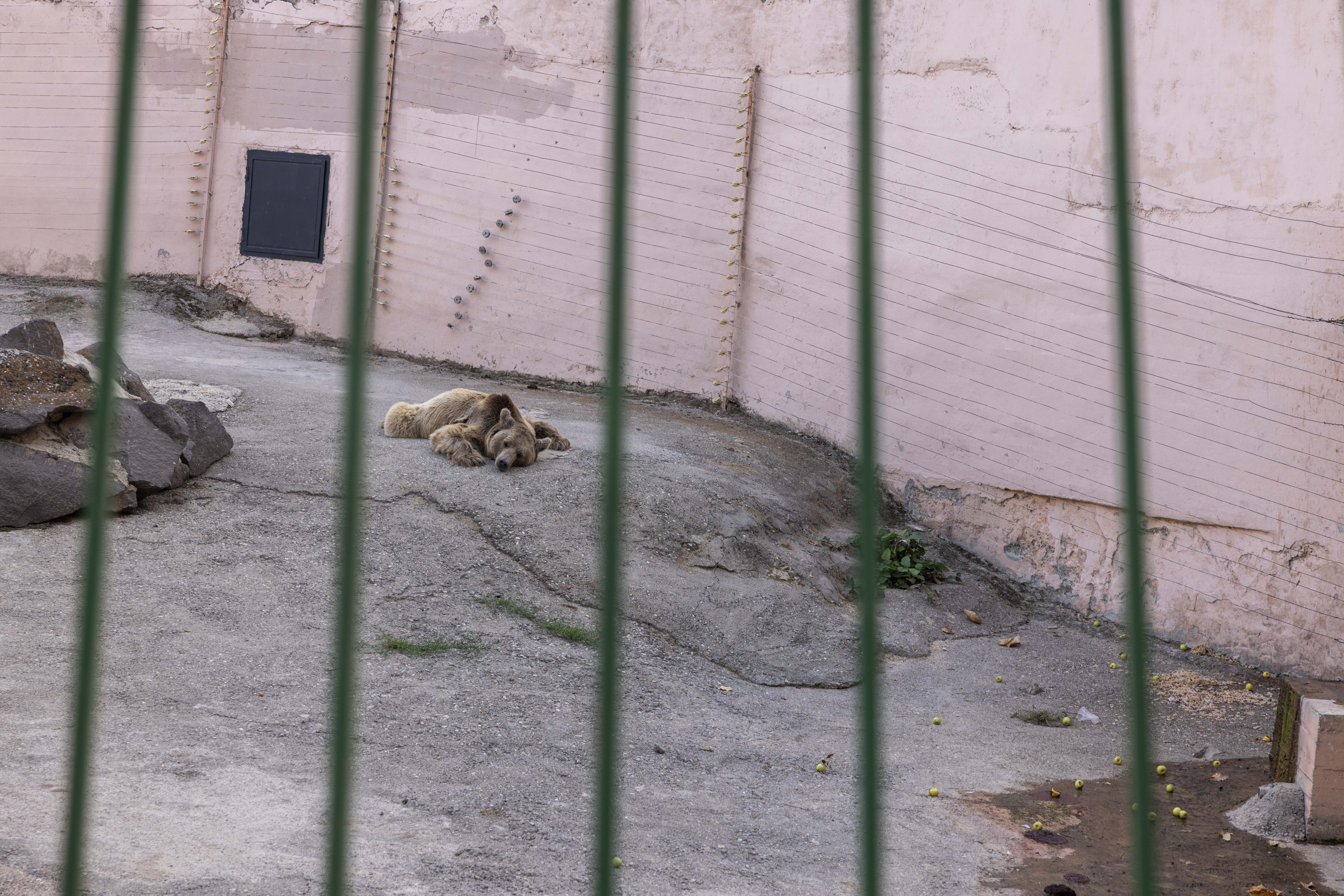Gaziantep Hayvanat Bahçesi’nde ayılar aç, çöp içinde ve hasta!
