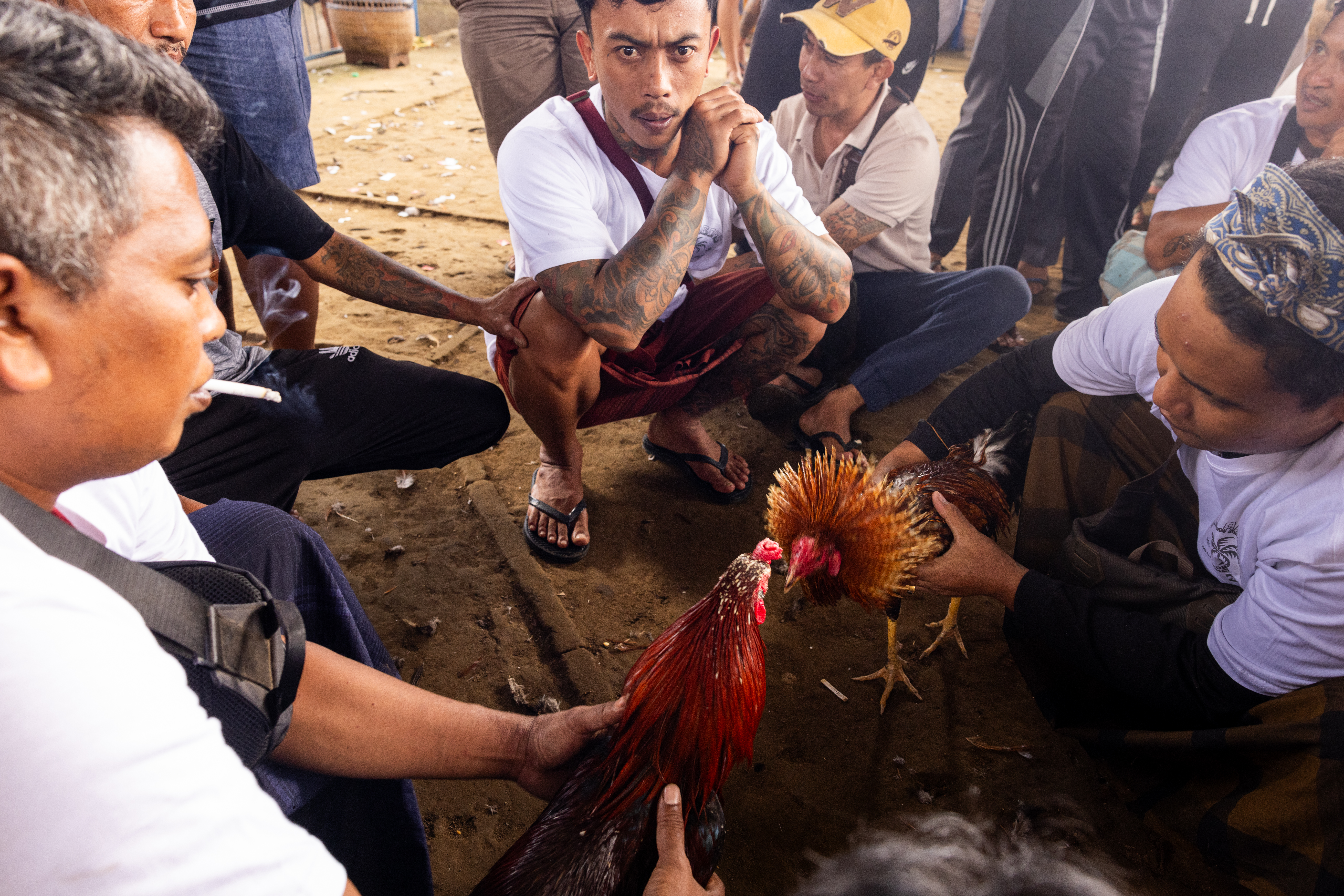 Foto haber: “Dövüş başlıyor ve dakikalar içinde her iki horoz da ölüyor”