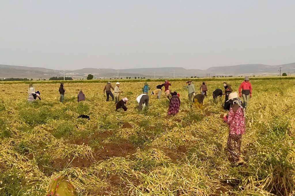 Öldürülen tarım işçileri ve Oscar’lık itiraf