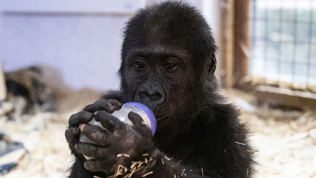 Yavru Goril Zeytin’i evine göndermek için yapabileceğin bir şey var! 