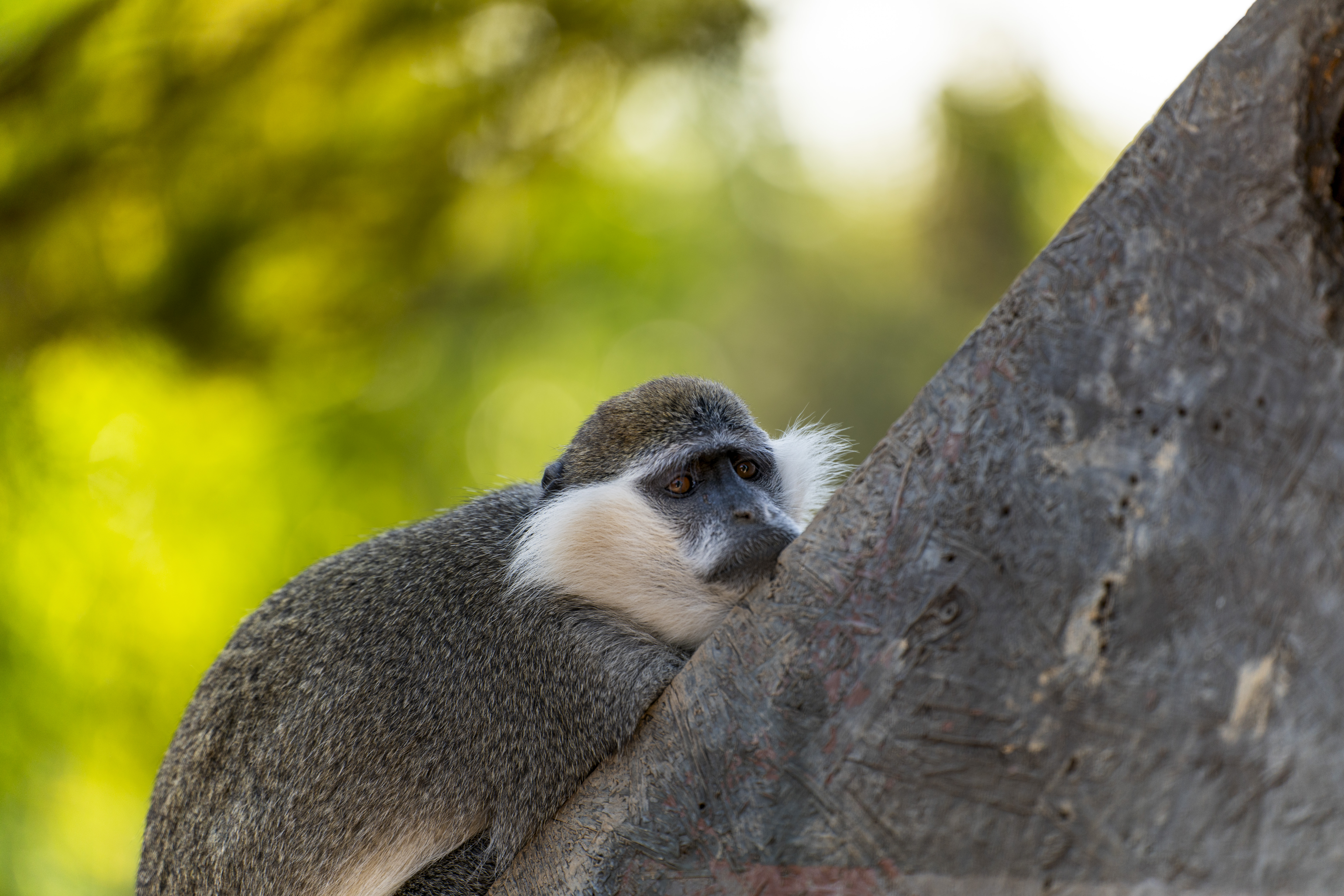 Polonezköy Hayvanat Bahçesi’nde iki primat türü boyunlarından bağlı şekilde sergileniyor!