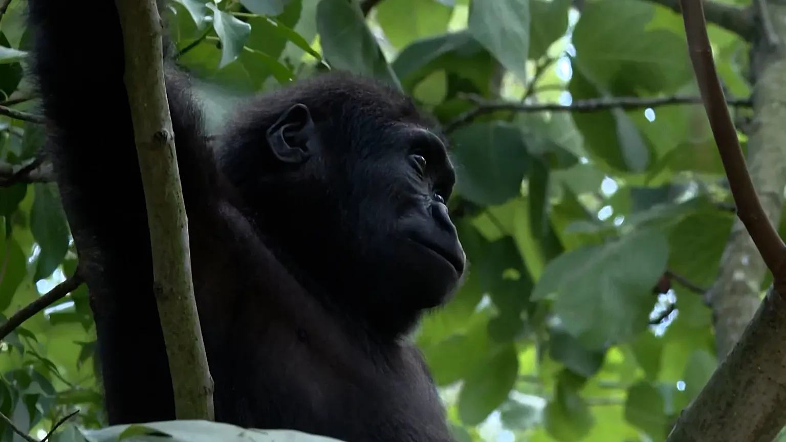 “Yavru goril Zeytin’e ömür boyu esaret kabul edilemez!”