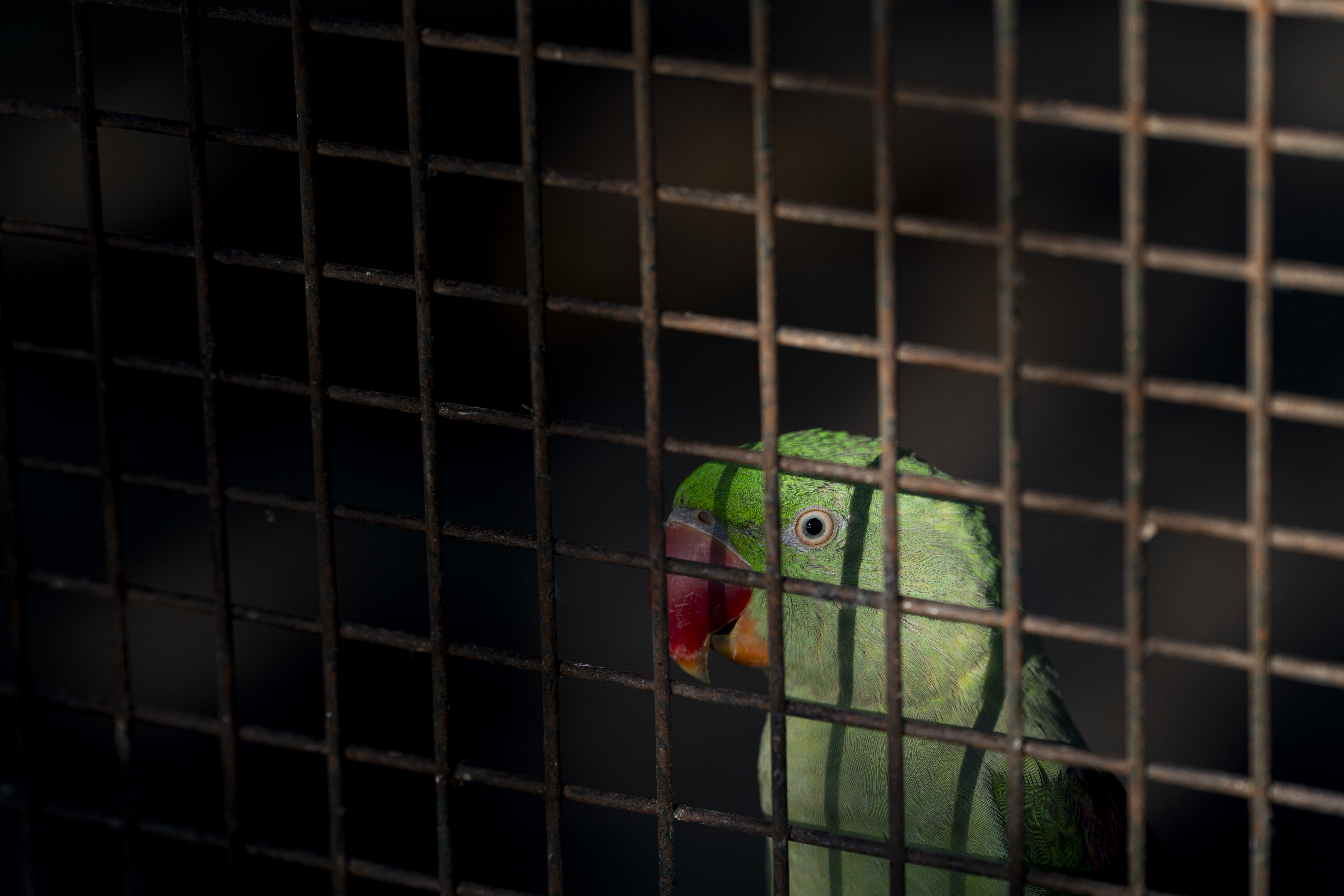 Türkiye’de 41 hayvanat bahçesinde 20 binden fazla hayvan tutsak