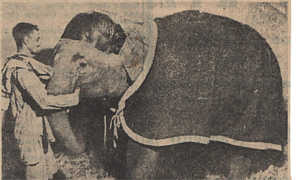 Dostluk masalından esarete: Yavru Fil Mohini