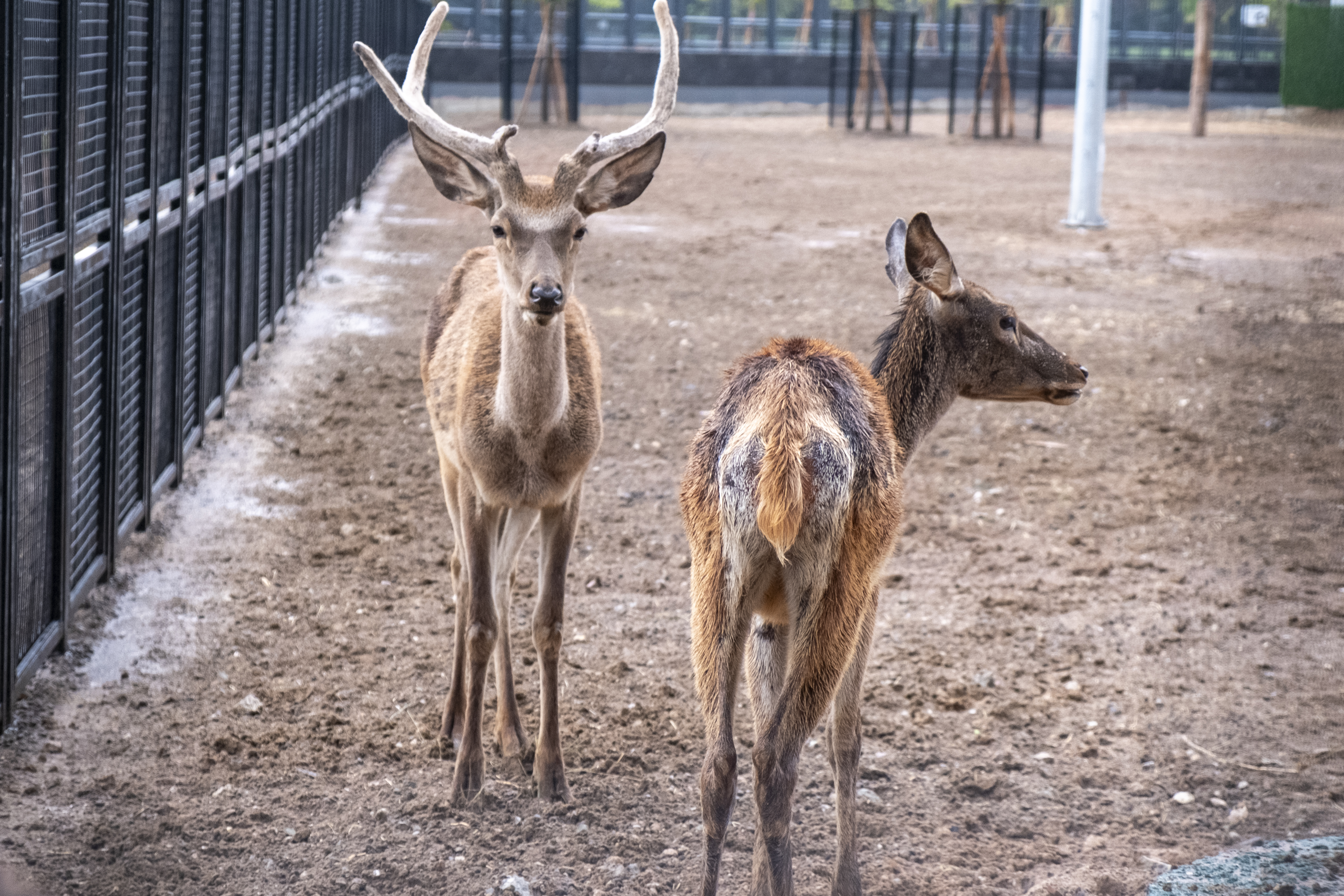 Ankara Büyükşehir’in hayvan hapishanesi ısrarı!