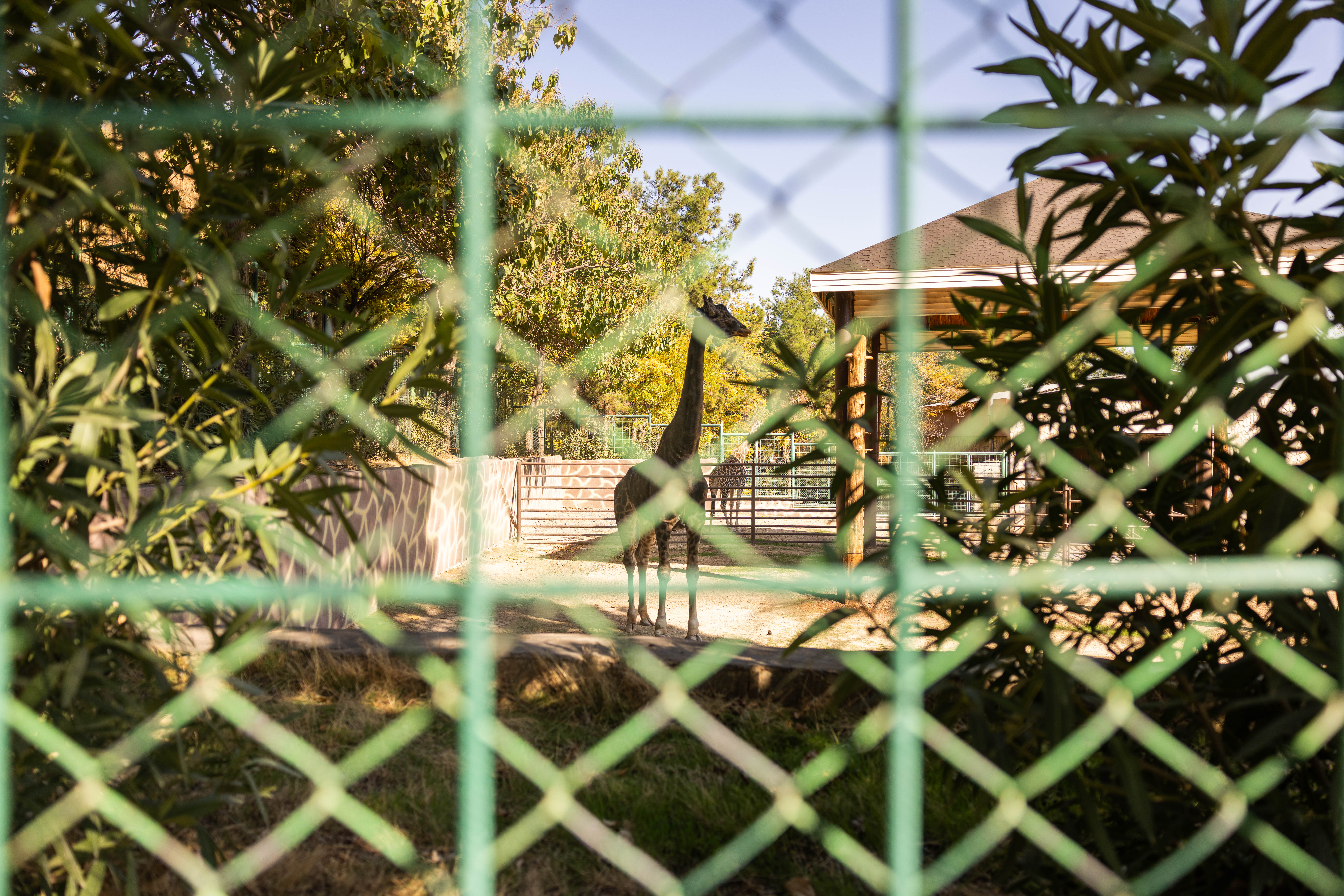 Gaziantep Hayvanat Bahçesi’ndeki iddiamız doğrulandı: Şakir artık hayatta değil!
