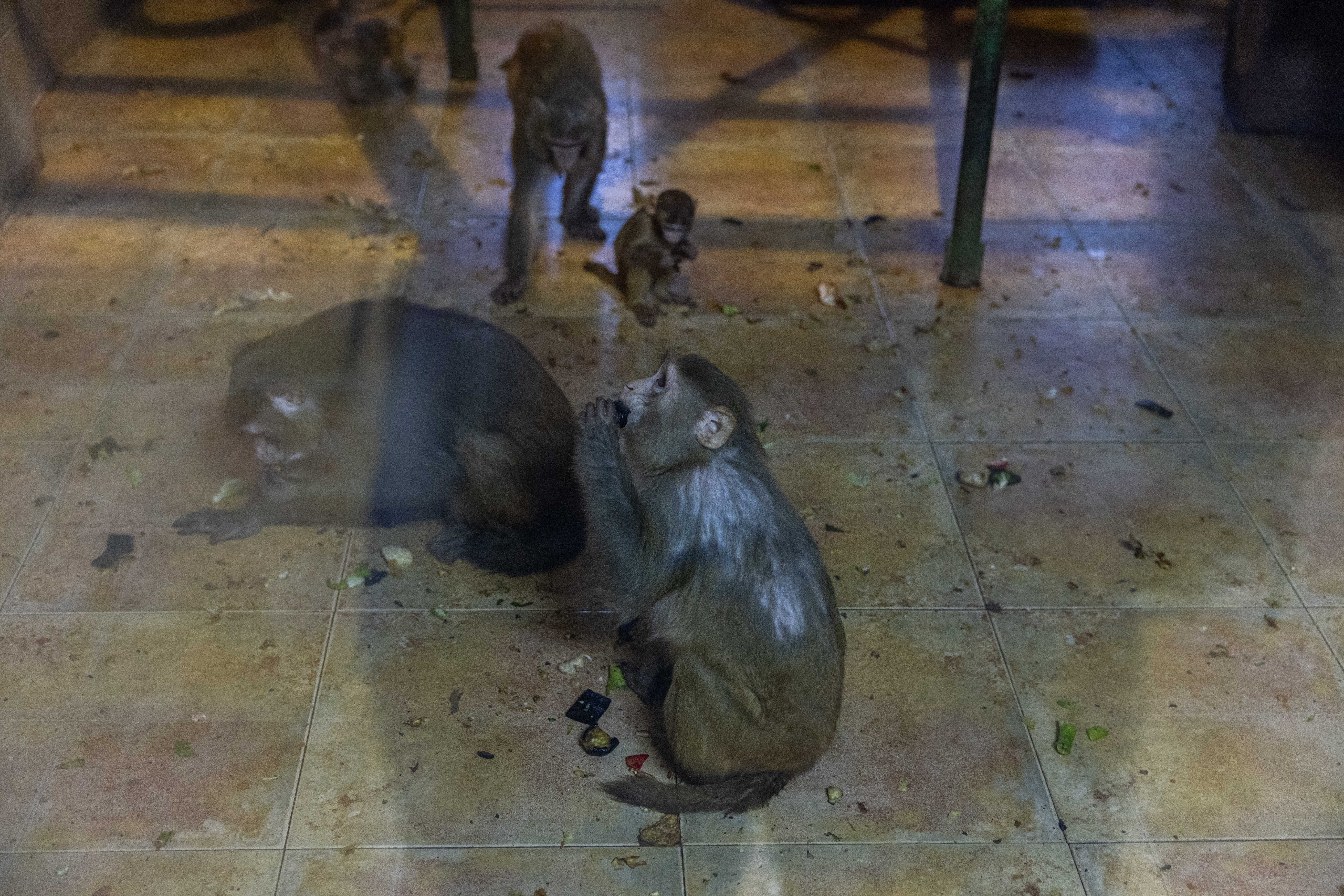 Gaziantep Hayvanat Bahçesi’ne soruşturma talebi