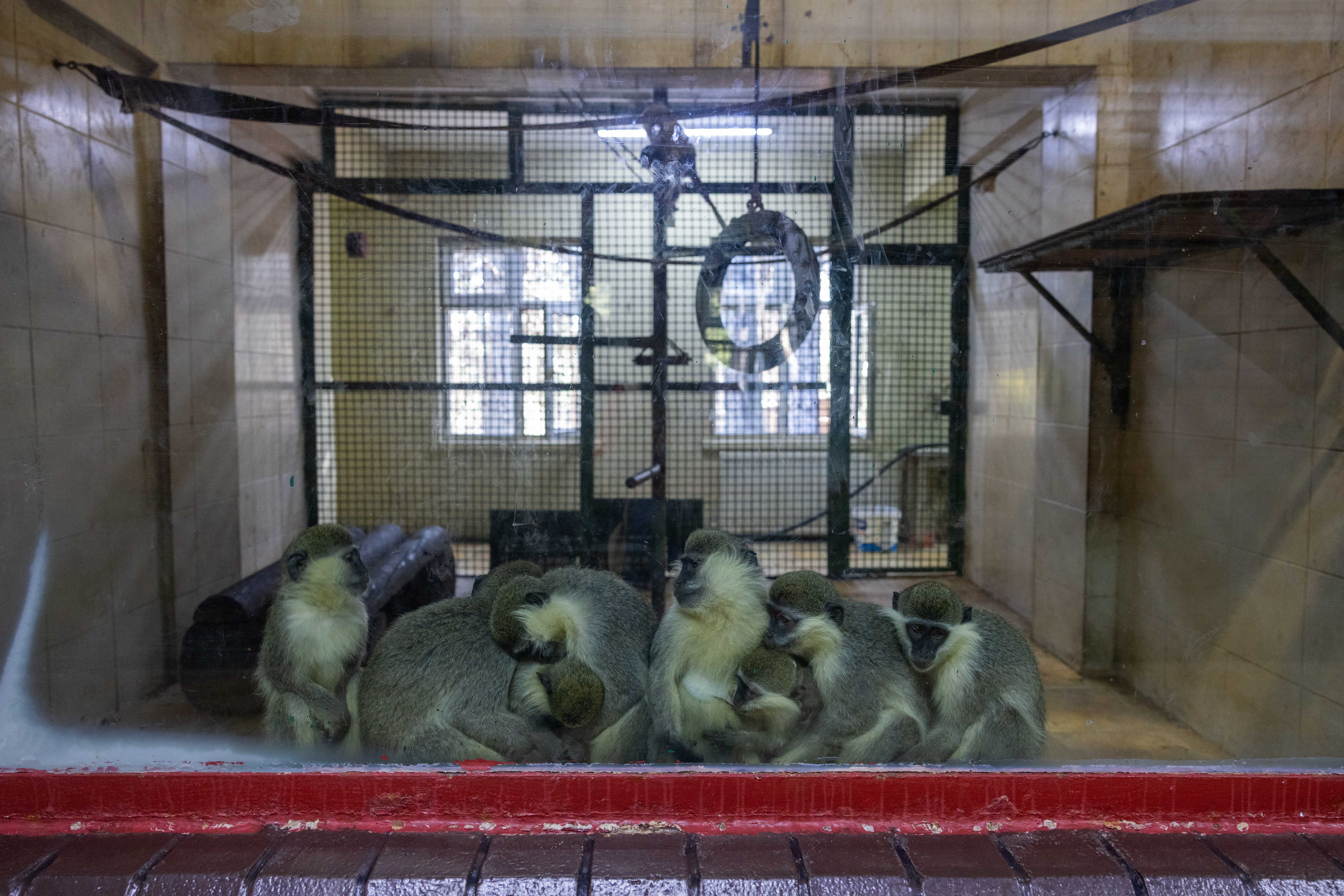 Gaziantep’teki Maymunevi’nin koşulları acilen iyileştirilmeli!