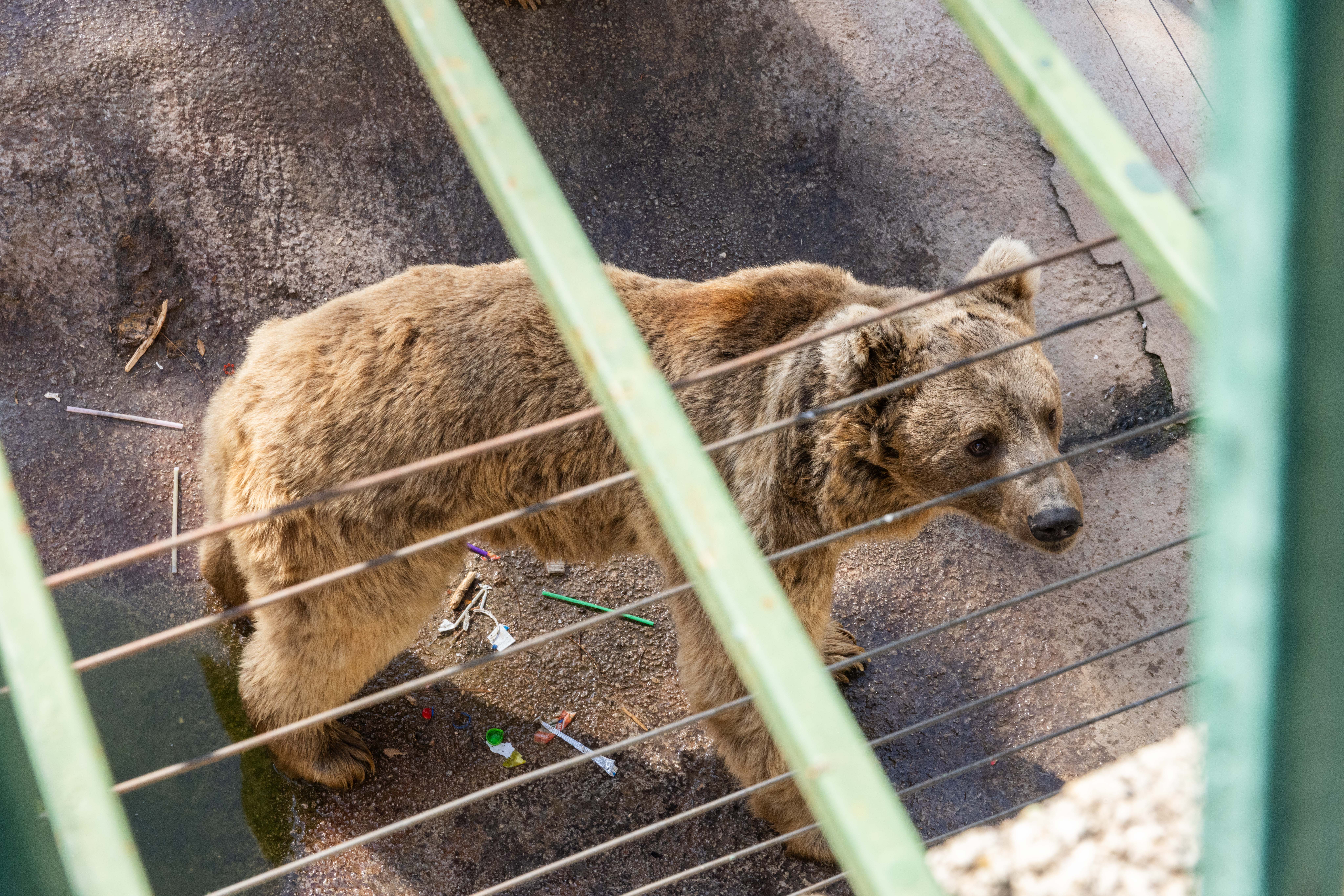 Yavru goril Zeytin’in de gönderileceği iddia edilen Gaziantep Hayvanat Bahçesi’nde belgelenen ihlaller karşısında yetkilileri açıklama yapmaya ve harekete geçmeye çağırıyoruz!