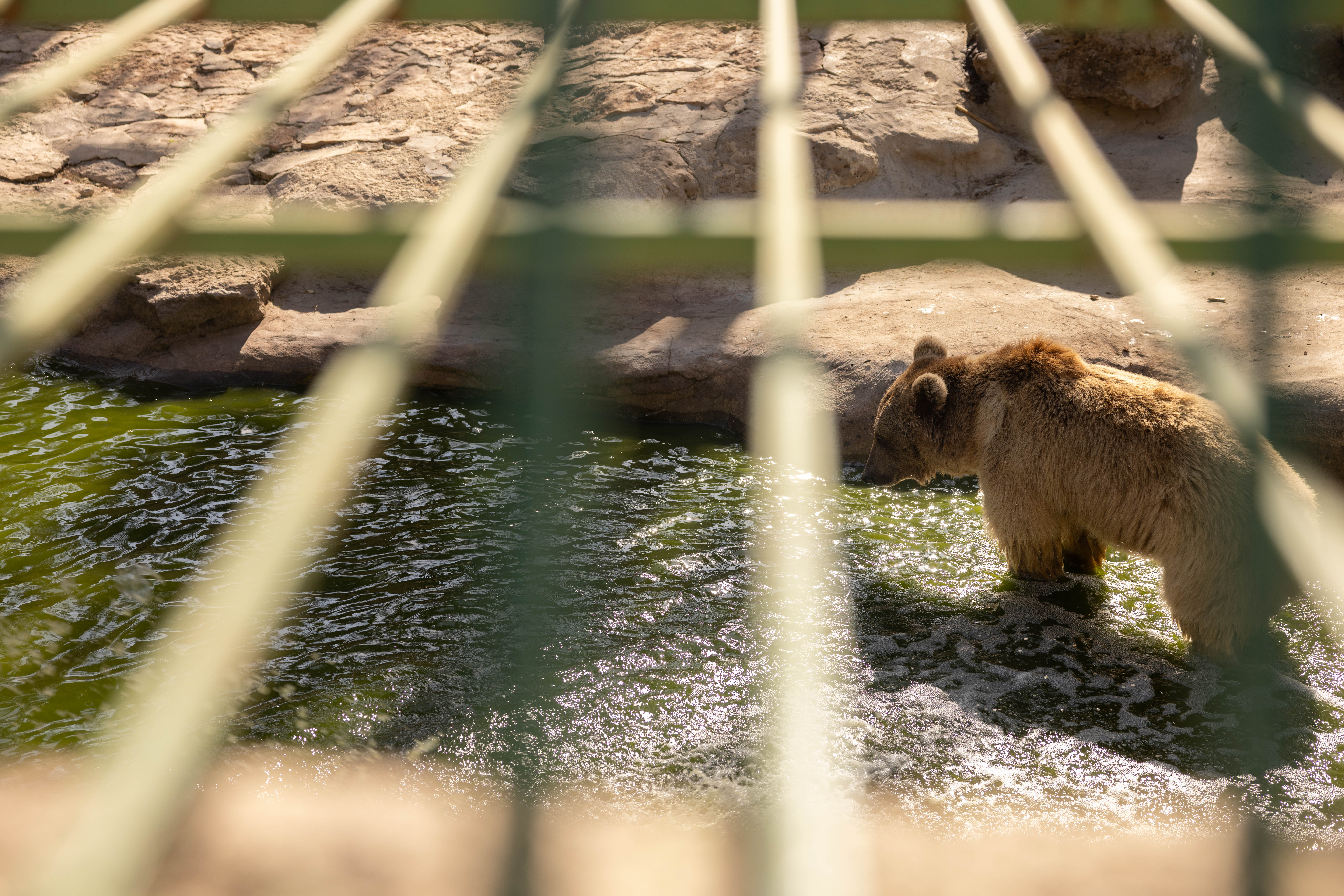 Antep’te yalnızlığa mahkûm bir filin çöküşü ve ‘Zoolojik depresyon’