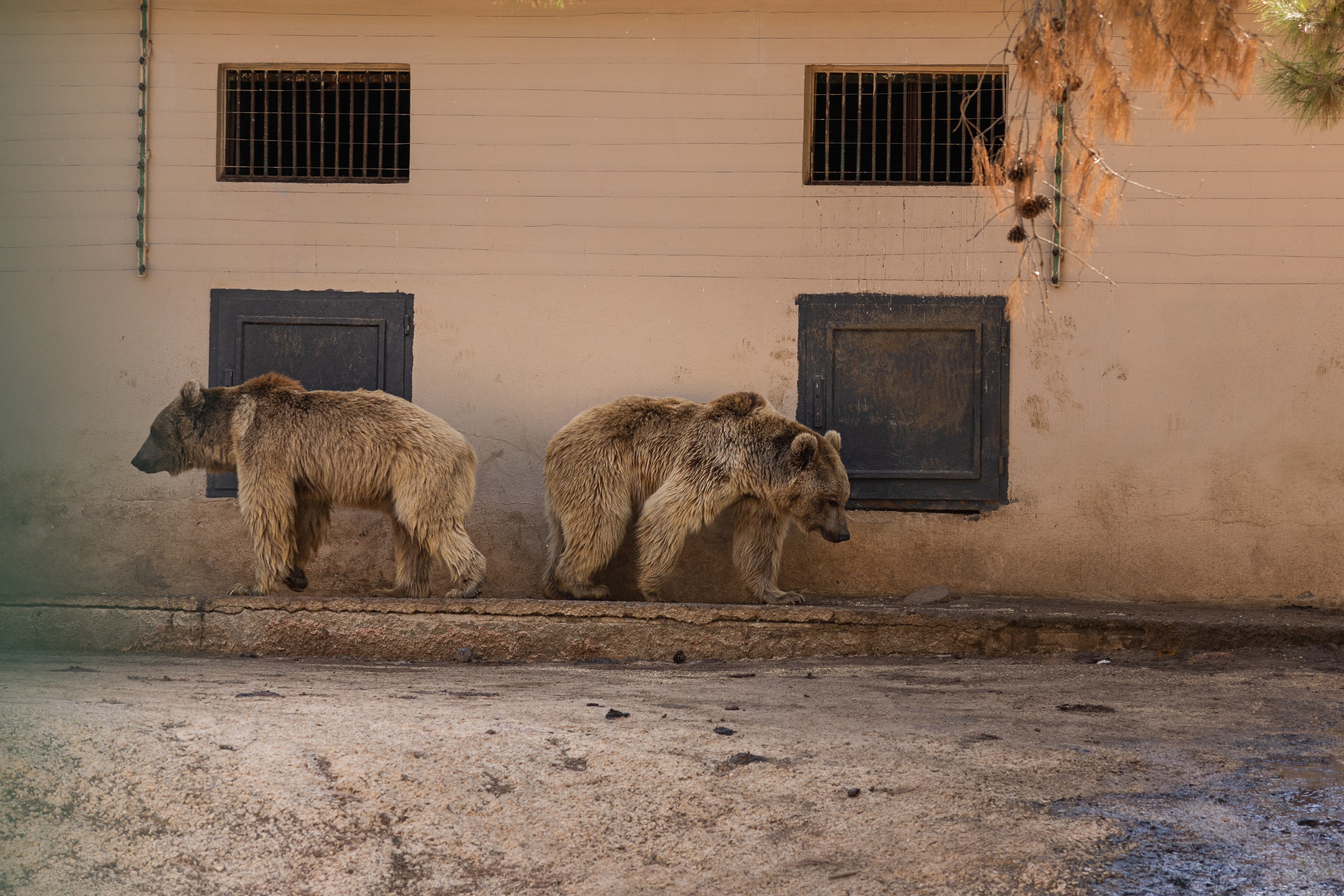 Okurlarımızla birlikte, Gaziantep Hayvanat Bahçesi’ndeki koşullar iyileşene kadar devam ediyoruz!