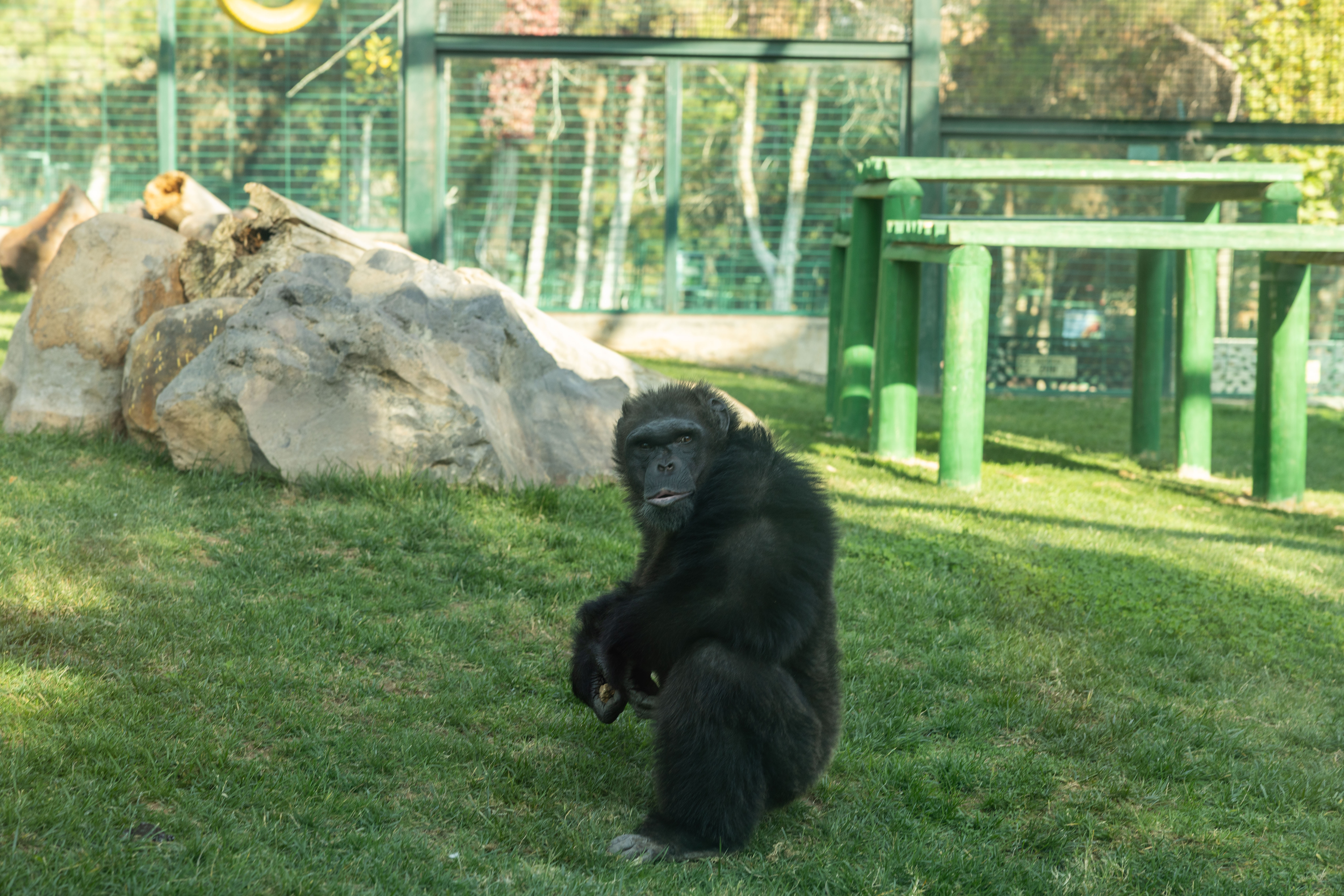 Gaziantep’teki şempanzeler için geç değil: Anavatanına gönderilmeliler!