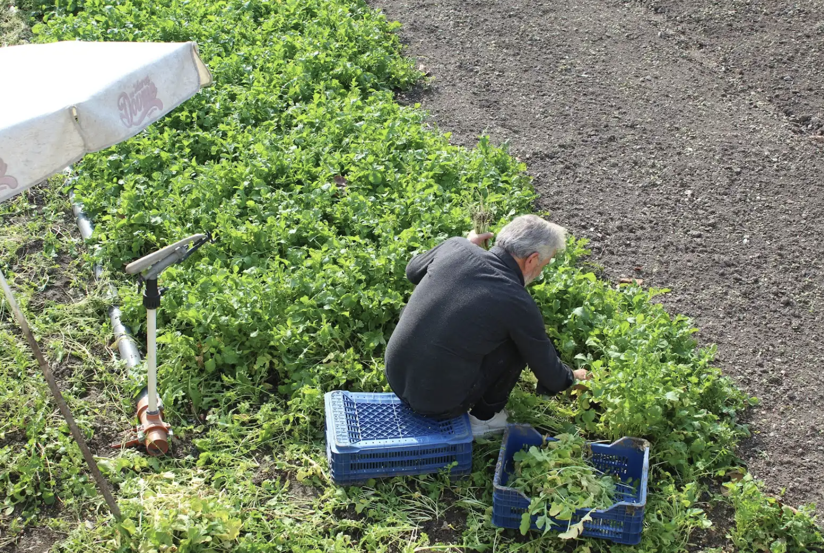 Yedikule Bostanları: Krizlerle sarsılan kentte çözümün parçası olabilir mi?