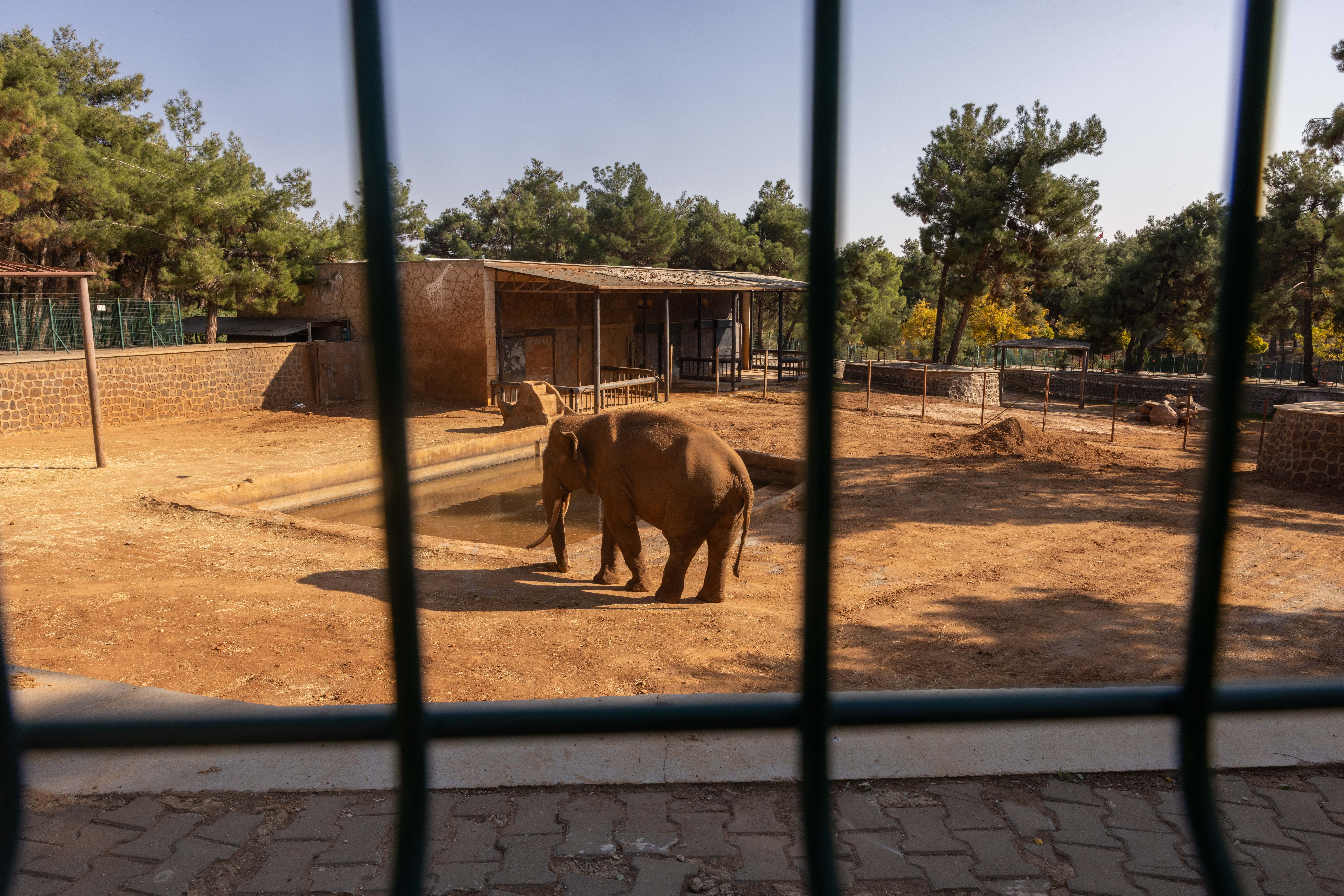 Gaziantep bahçesinde fil (Pili) neden öldü?