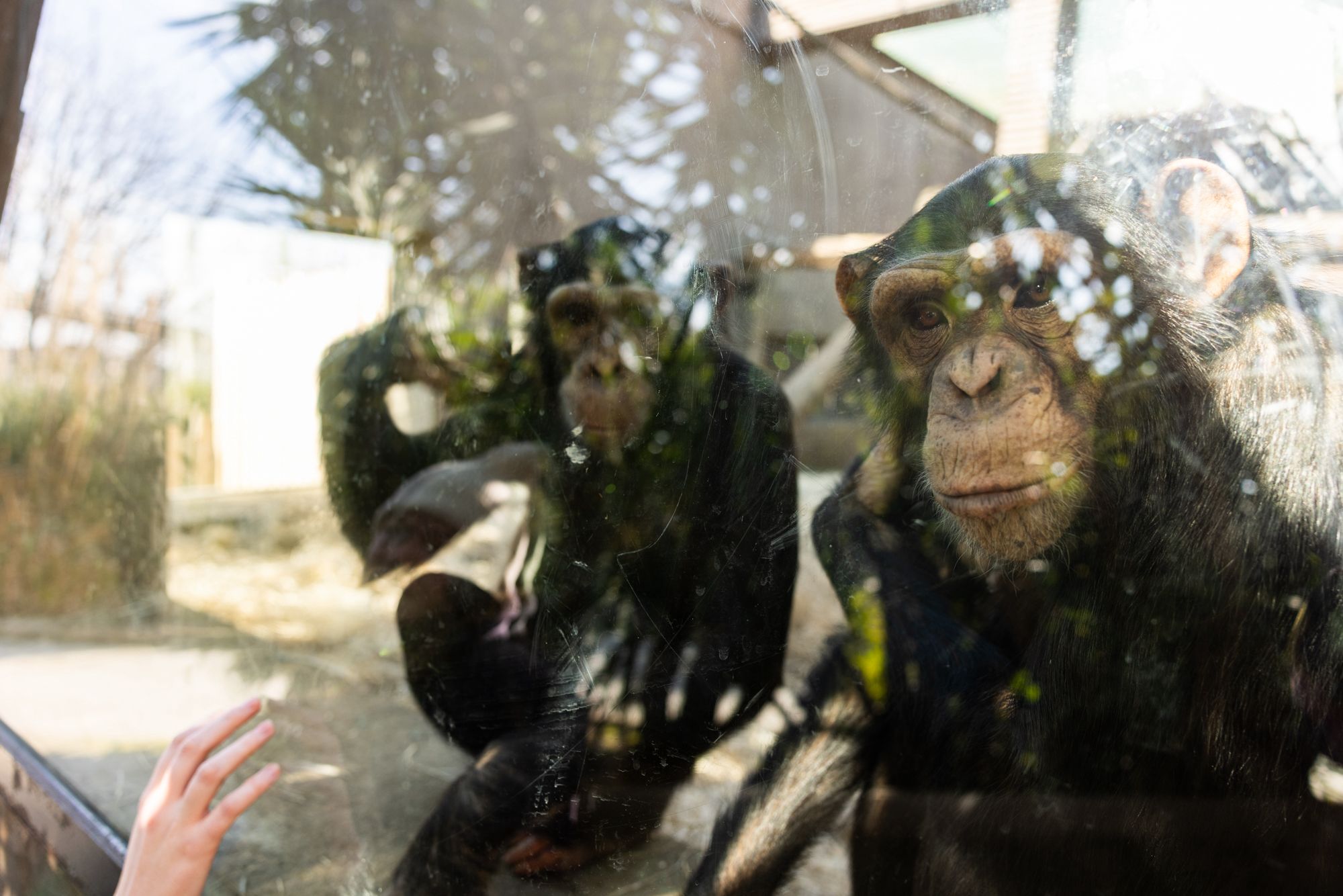 Fotoğrafta camla ayrılmış bir alanda bulunan iki şempanze görülüyor. Şempanzeler, kameraya oldukça yakın; özellikle sağdaki şempanze doğrudan objektife bakıyormuş gibi, sakin ama yorgun bir ifadeye sahip. Yüz hatları net, gözleri camın arkasından dışarıyı izler gibi. Soldaki şempanze ise biraz daha geride, hareket hâlinde; kolunu kaldırmış ve camın önünde duruyor. Cam yüzey çiziklerle, lekelerle ve ışık yansımalarıyla kaplı. Dışarıdaki ağaçlar ve gün ışığı camda yansıma yapıyor; bu da görüntüyü bulanık ve parçalı hâle getiriyor. Alt köşede, camın dış tarafında küçük bir insan eli cam yüzeye doğru uzanmış; bu detay, şempanzelerle insanlar arasındaki fiziksel ama aşılmaz mesafeyi daha da görünür kılıyor. Genel olarak fotoğraf, kapalı bir mekânda tutulma hissini, camın yarattığı bariyeri ve şempanzelerin sessiz bekleyişini güçlü biçimde yansıtıyor. Görüntüde ne hareket ne de neşe baskın; daha çok durgunluk, merak ve hapsolmuşluk duygusu öne çıkıyor.
