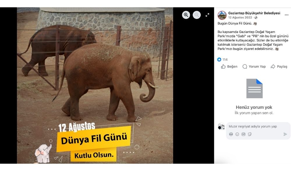 Fatma Şahin’e soruyoruz Gabi ölmediyse, diğer fil nerede?