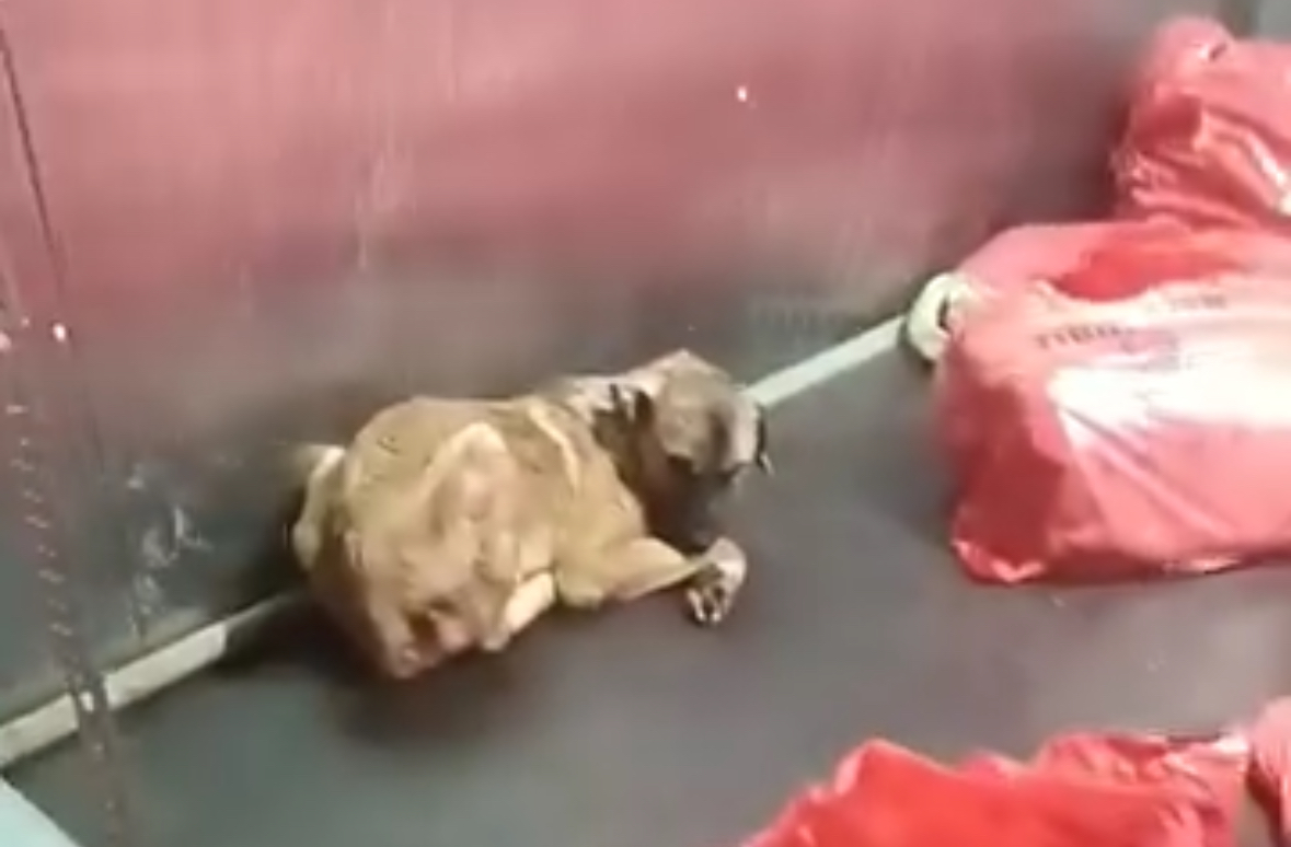 Karataş Barınağı’nda soğuk hava deposunda köpekler öldürülüp, poşetlendi mi?