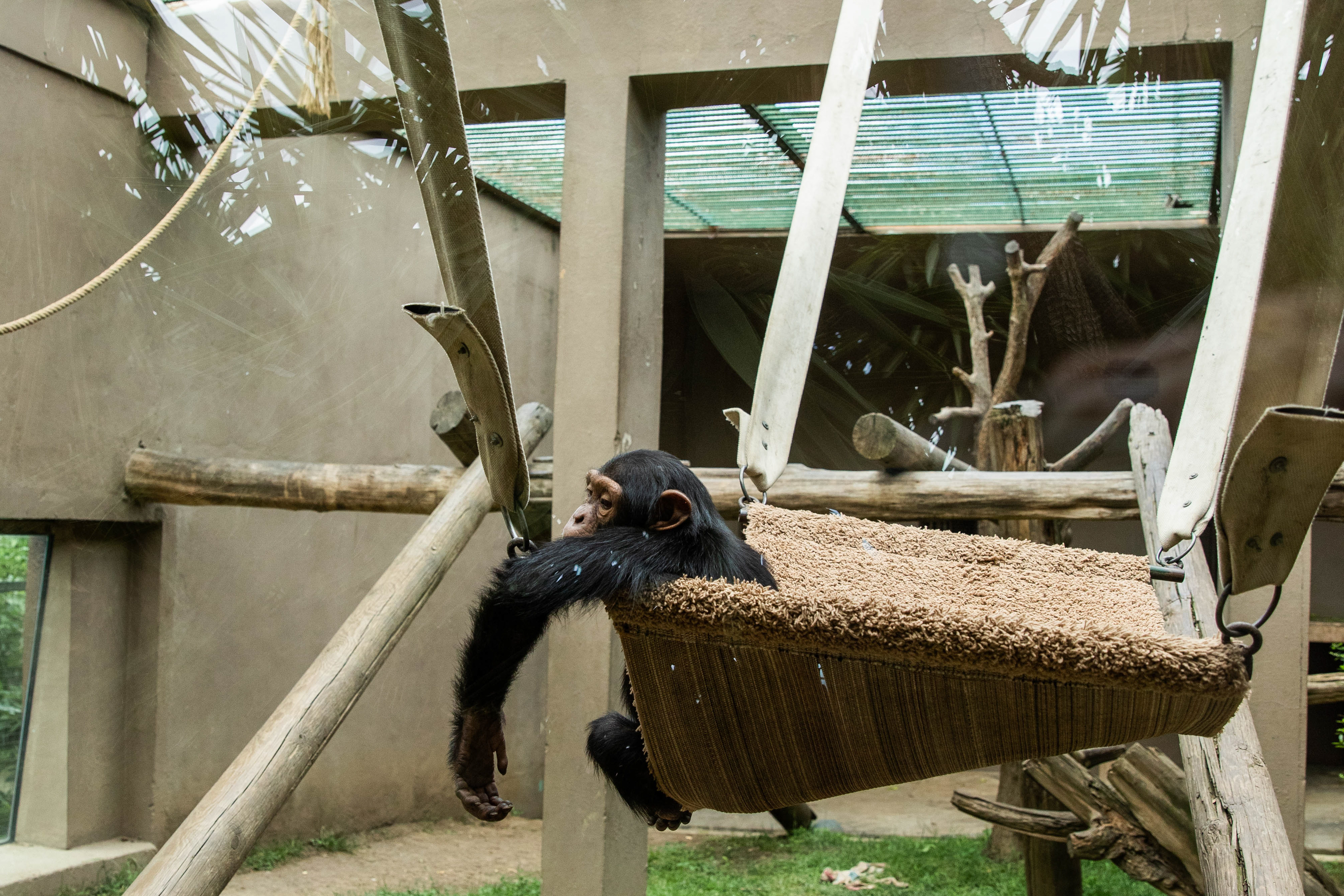 Şempanzeler kapatılan hayvanat bahçesinden nereye taşınacak? 
