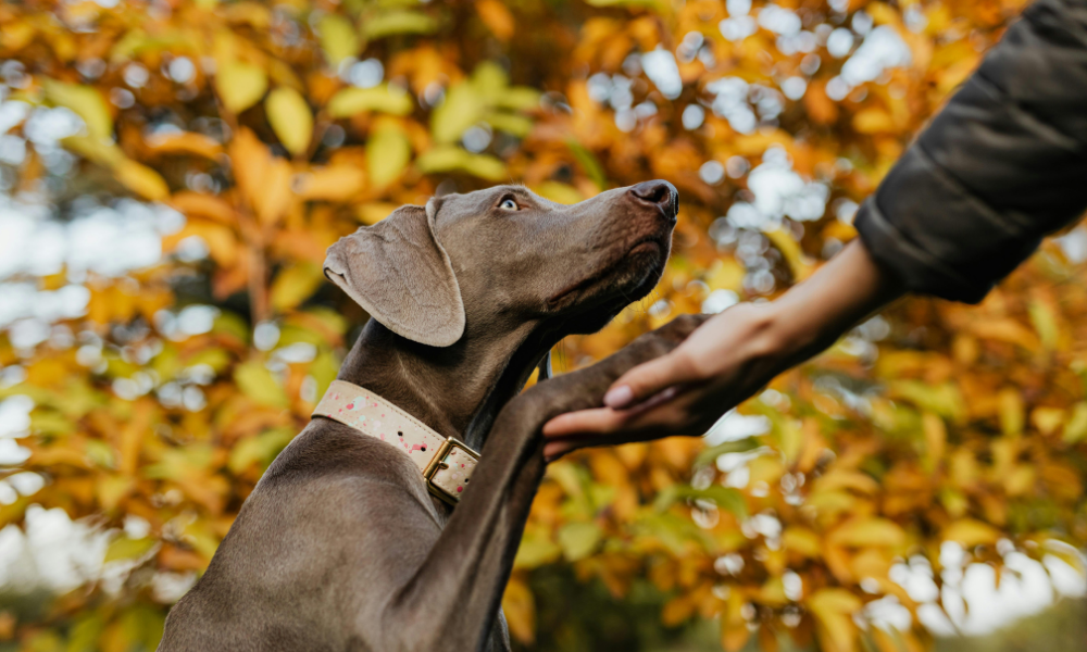 Amerika Birleşik Devletleri evcil hayvanla yaşamı kolaylaştırıyor, Türkiye’de sahiplenme önünde engeller artıyor