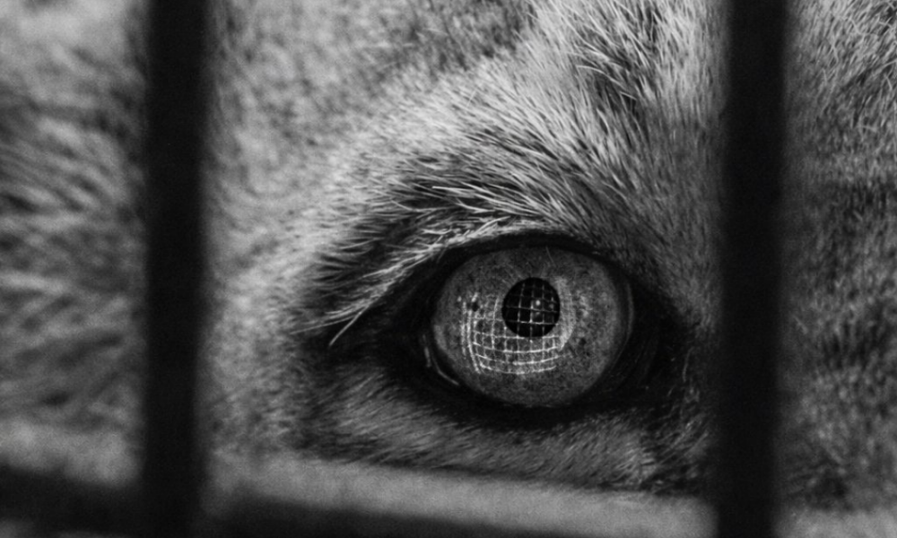 “Umwelt” Fotoğrafevi’nde