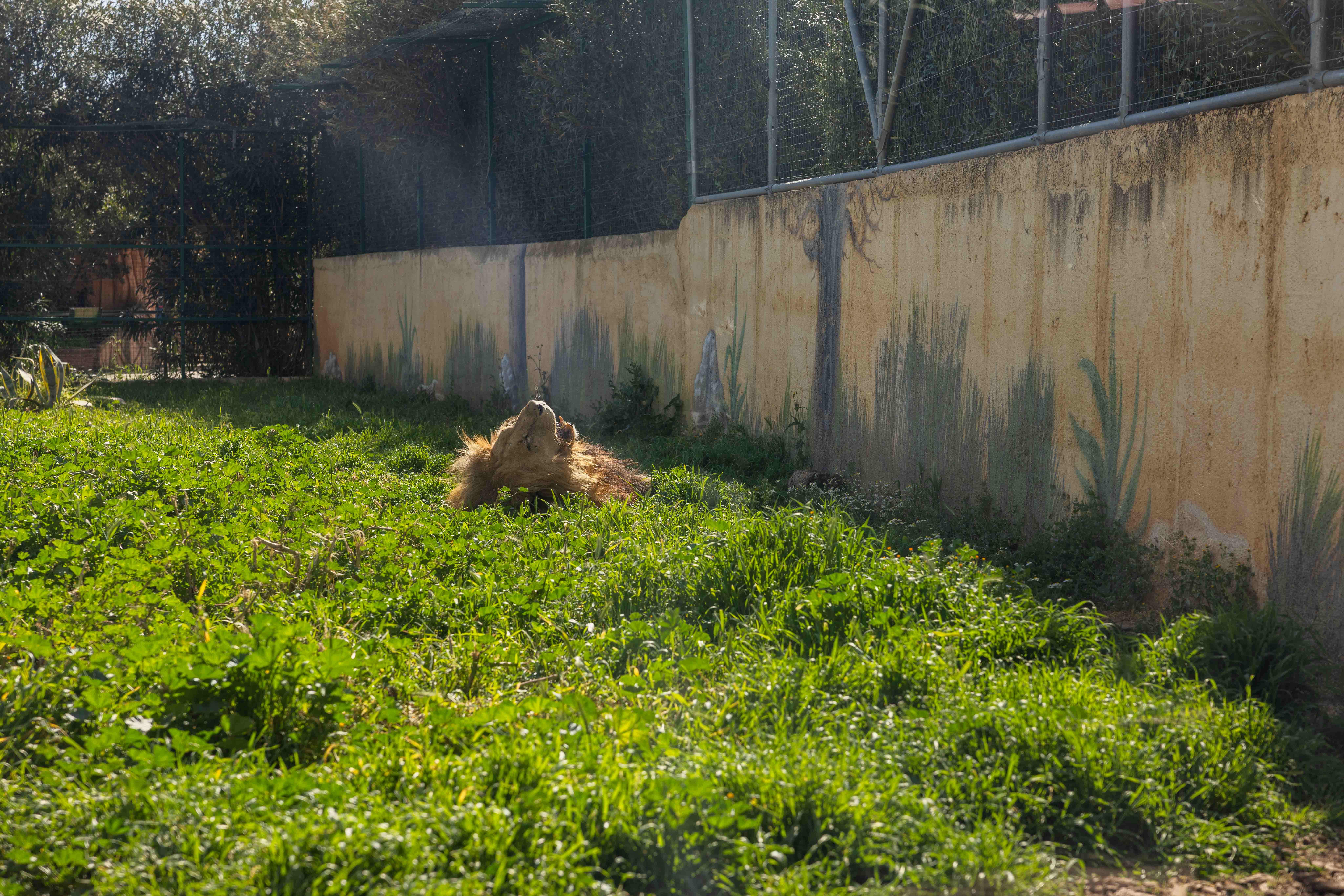 Doğanın temsili değil, esaretin vitrini: Attica Hayvanat Bahçesi  