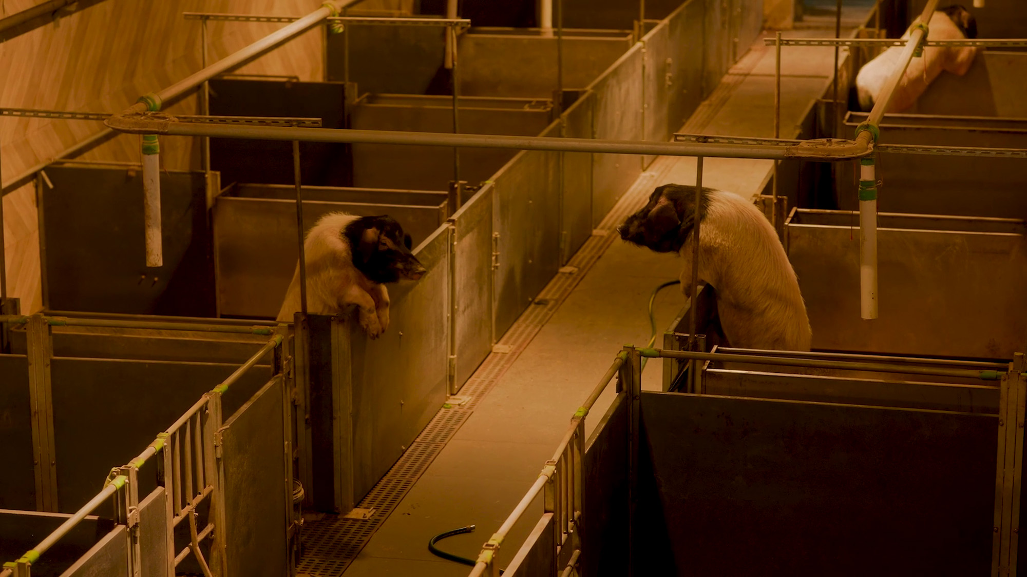 Pozitif dönüşümü tetikleyen sergi: Why Look at Animals? 