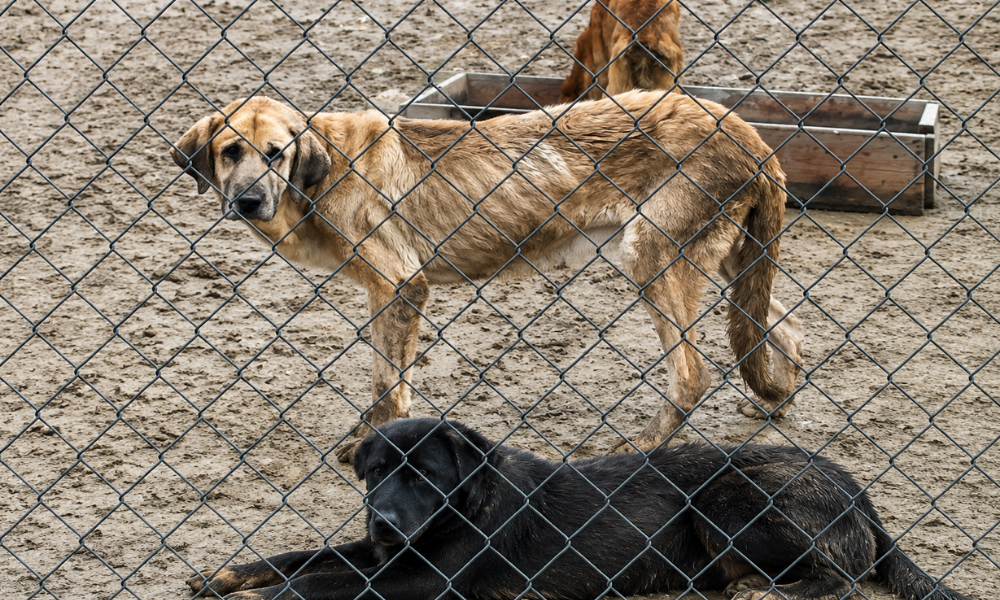 Görsel, baklava desenli tel örgülerin arkasında yer alan toprak zeminli bir barınak veya açık alandaki köpekleri gösteriyor. Ön planda siyah renkli büyük bir köpek çamurlu toprağın üzerine uzanmış doğrudan kameraya bakarken, arkasında tüy yapısı biraz zayıf görünen sarımsı-kahverengi tonlarında büyük bir köpek ayakta duruyor. Arka planda ise tahta bir yemlik veya kutunun yanında duran açık kahverengi başka bir köpek göze çarpıyor. Alanın genelinde kurak, zemininde yer yer çamur izleri bulunan açık bir toprak arazi hakim.