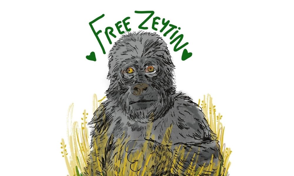 free zeytin