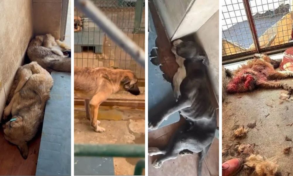 Mamak Barınağı davasında ikinci duruşma yarın: Bilirkişi raporunda ölü hayvanlar, sürüklenen köpekler ve şiddet!